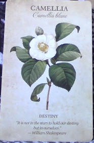 Botanical Inspirations Deck & Book Set